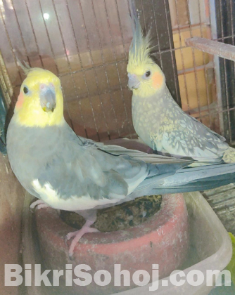 Bird